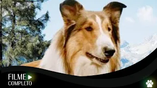 📺Filme: Lassie O Milagre da Manhã