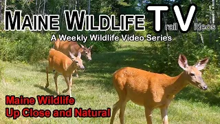 Maine Wildlife | Trail Cam | Up Close and Natural | Deer | Big Buck | Fawn | Bobcat