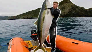 Spearfishing GIANT Yellowtail Kingfish New Zealand. Fillet +Smoke-up