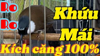 Khứu mái ro ro kích trống hót căng.kích bổi siêng hót