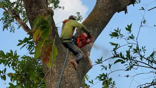 Very troublesome... Cut down 2 old trees near the house, Stihl ms881 & Husqvarna 395xp.