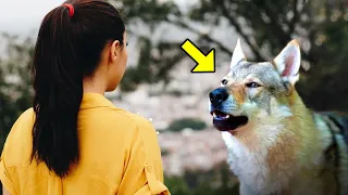 Sie fütterte täglich einen fremden Hund, der wie ein Wolf aussah. Eines Tages tat er das Undenkbare!