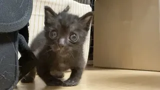 The kitten's first walking moment in his life❤️