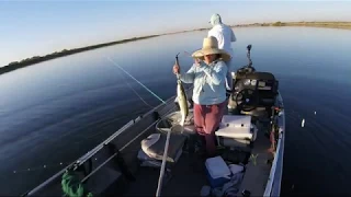 California Delta Striper topwater bite, absolute blast