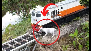 TERPENTAL! Drama Kereta Api CC 206 Menabrak Sapi dan Gajah Sampai Terjungkir Masuk ke Jurang