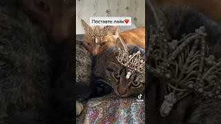 Смешные коты из токтока #тикток #tiktok