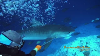 Tiger's Zoo - the best choice / tiger sharks in Fuvahmulah / Maldives