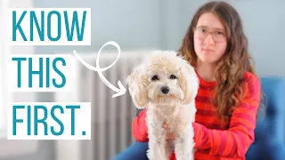 5 Reasons NOT to Get a Maltipoo | Is the Maltipoo the Right Dog for You?