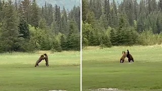 Guy Captures Fight Between Brown Bears