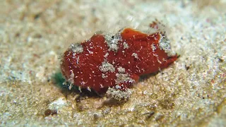 Juvenile Striated Frogfish