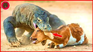 30 Tragic Moments of Komodo Dragons Eating Their Prey Alive | Komodo Dragon Eating