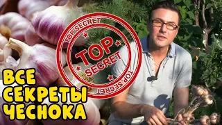 ВСЕ СЕКРЕТЫ ЧЕСНОКА! Как вырастить большой урожай крупного чеснока?