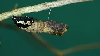 Papilio clytia - Common Mime caterpillar moulting into a chrysalis