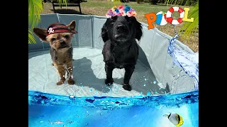 ZuzuTV Family Vlog - Bazén pro psy 🐶🏝😆
