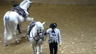 Horse show in Jerez De La Frontera (Andalucia)