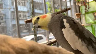 Cockatiels Whistling Etude: The first two sentences of "Happy Clapping Song" [The fun of cockatiels]