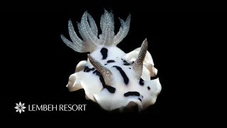 Diving Experience in the Lembeh Strait - Lembeh Resort