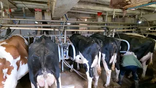 Milking Cows & Manure Pump Work