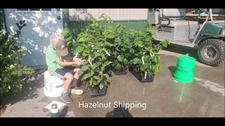 Hazelnuts by Great Plains Nursery