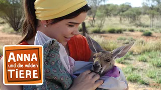 Boxen mit dem Känguru | Reportage für Kinder | Anna und die wilden Tiere