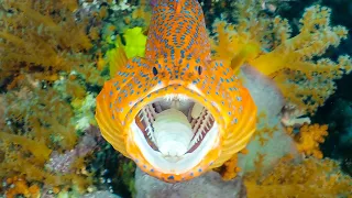 Diving the Four Kings | Wonderful Diving in Raja Ampat, West-Papua, Indonesia 2019/2020 (4K Video)