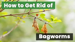 Ultimate Guide: How to Get Rid of Bagworms Easily! - Don't Miss Out!