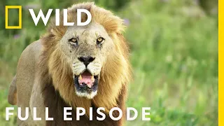 Reign of Terror (Full Episode) | Savage Kingdom | Nat Geo Wild I English Subtitles