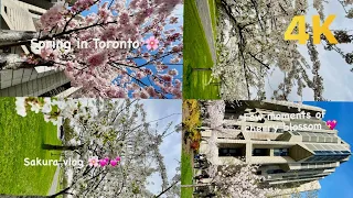 Spring in Toronto 2024  & cherry blossoms hunting 🌸 |Sakura vlog | 4K HDR RELAXATION Sakura 2024