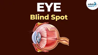 What is the Blind Spot of the Eye? | Physics | Don't Memorise