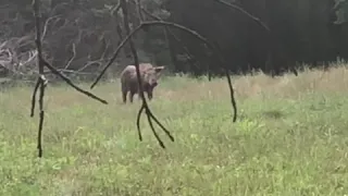 Wild Boar takes 30-30 to the head and walks away. (Description in comments)