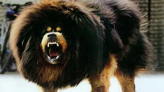 The king of all dogs is the Tibetan Mastiff! The most expensive dog in the world!