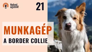 Erre számíts, ha BORDER COLLIE gazda leszel! | Fajtabemutató oktatói szemmel | #21