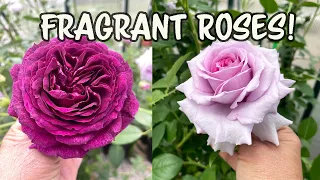 Fragrant Roses From My Garden!🌹