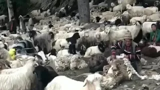 sources of wool🐑!!। wool shearing in himalayan region। animals lover। mountain animals