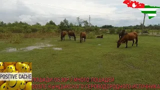 лошади обзор / много лошадей возле кындыкского сероводородного источника