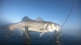 sea bass season, ambush technique, C4 Mr. Carbon 2.0