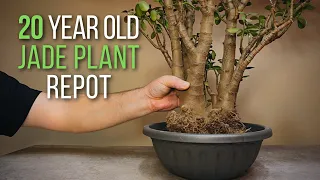 20 year old jade plant repotting and light pruning: The start of a big jade plant bonsai
