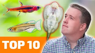 Top 10 Nano Fish for Freshwater Aquariums