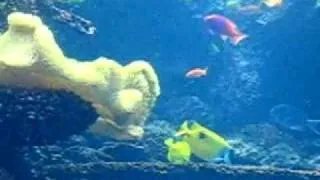 Georgia Aquarium Bright Colored Reef Fish