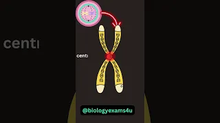 Chromosome Structure Animation