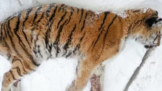 Люди обнаружили на веранде неподвижную тигрицу! Она пришла пришла просить о помощи