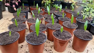 Germination success! transplanting Trachycarpus Palm tree seedlings in pots #palmtrees #seed #garden