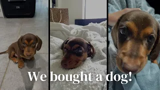 We Bought A Mini Dachshund!