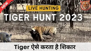 Tiger killed Wild Boar | Latest Tiger Hunt in Ranthambore National Park | Bengal Tiger Hunting |