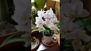 What to do when an orchid spike in bloom breaks.