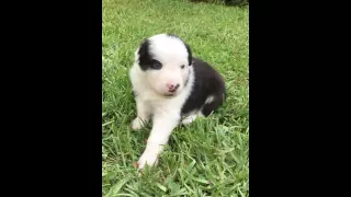 Black Tri Australian Shepherd Puppy