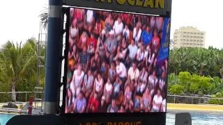 Loro Parque Whale Show Intro (1080p HD)