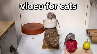 Cat Tv🐭rat running and jumping video for cats🐭