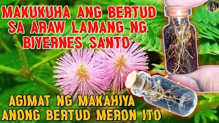 MAKUKUHA ANG BERTUD NITO SA ARAW LAMANG NG BIYERNES SANTO | KSP