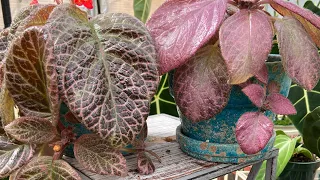 How To_Episcia Care And Propagation.